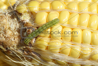 worm on organic maize