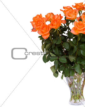orange  roses in vase close up