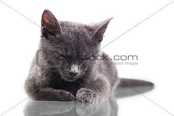 Chatreaux Kitten Sleeping