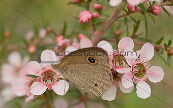 Australian banner live butterfly and pink flower leptospernum natives
