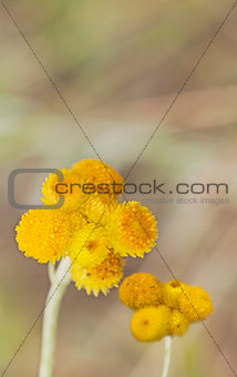Australian Spring wildflowers yellow Billy Buttons