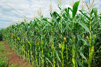 Corn (maize) field