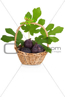 Busket of fresh figs with leaves on white