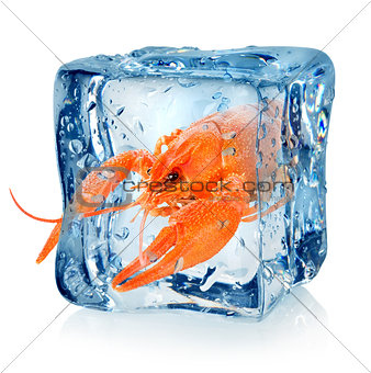 Crawfish in ice cube