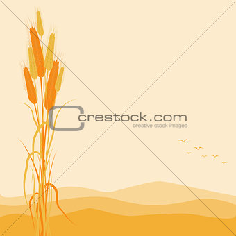 Golden Wheat Ears on Autumn Background