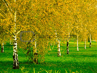 birch grove in the early autumn season