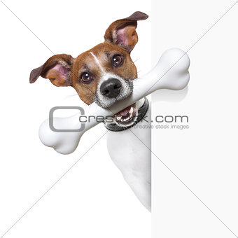 dog with big bone 
