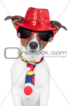 crazy silly funny dog hat glasses  tie