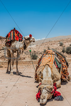 camels in nabatean city of  petra jordan