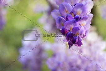 Wisteria clusters of purple lilac flowers during spring