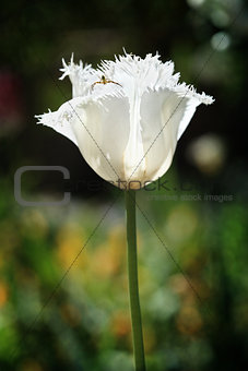 Frilled White Parrot Tulip and Pretty Insect