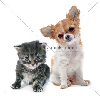 puppy chihuahua and kitten