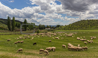 Herd of Andalusian sheep
