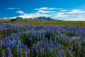 Lupin and mountains
