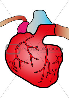 cardiac system