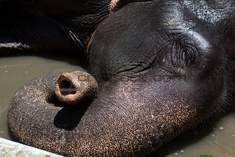 elephant bathing