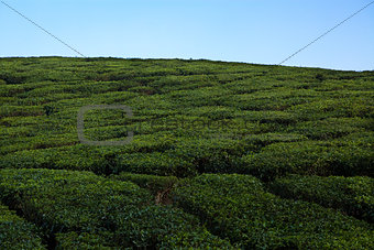 Nelliyampaty Hills Tea Fields