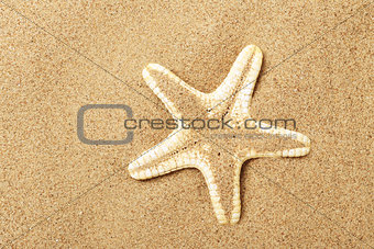 Starfish lie on seacoast
