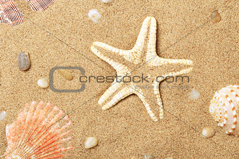 Seashells and a starfish lie on seacoast