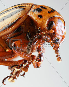 Colorado Beetle Macro