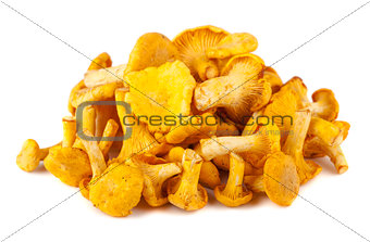 Heap of chanterelle mushrooms