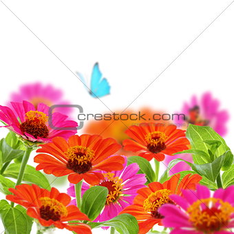 Bouquet of zinnia and blue butterfly.