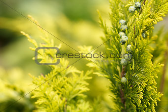 conifer with shallow focus for background
