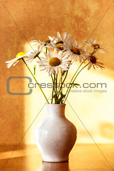 daisy flower in white vase with shallow focus