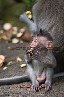 Monkey small chind macaque