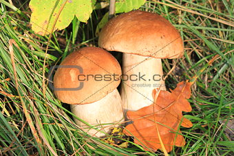 two mushrooms