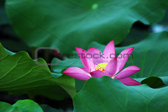 Lotus flower and plant