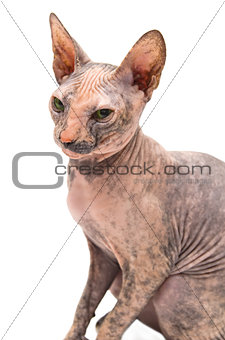 Young Don Sphynx