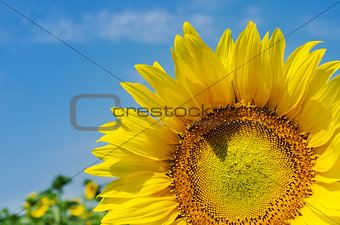 sunflower close up on field
