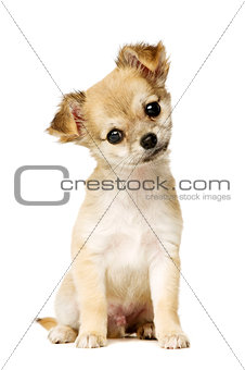 Chihuahua Puppy isolated on white
