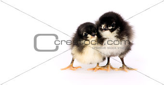 Australorp Chicken Couple Two Baby Chicks Standing on White