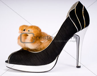 Two Baby Chicks in a High Heeled Pump Shoe