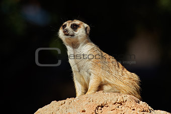 Meerkat on guard