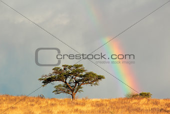 Rainbow landscape