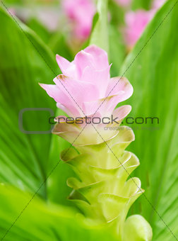 Siam tulip flower or Curcuma alismatifolia