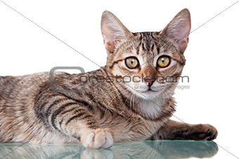 Brown Striped Kitten