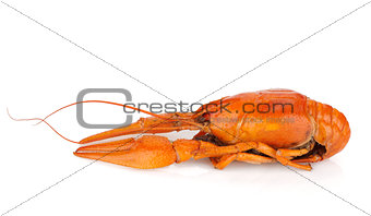 Boiled crayfish