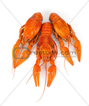 Three boiled crayfishes