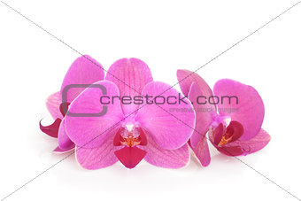 Three pink orchid flowers