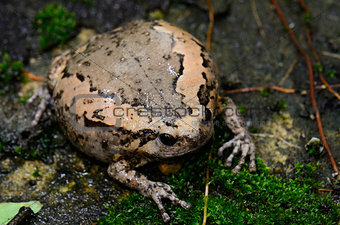 female Painted Bullfrog (Kaloula pulchra)