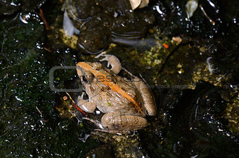 male Rice Field Frog (Fejervarya limnocharis)