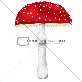 Fly-agaric with cap and leg