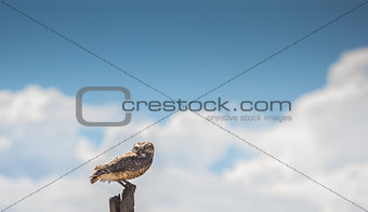 Owl on a pole