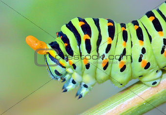 papilio machaon caterpillar