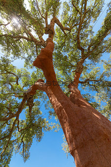 Peeled cork oaks tree