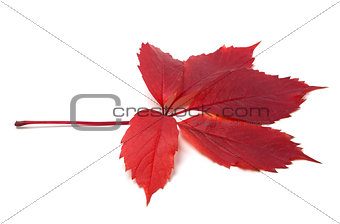 Autumn red leave isolated on white background